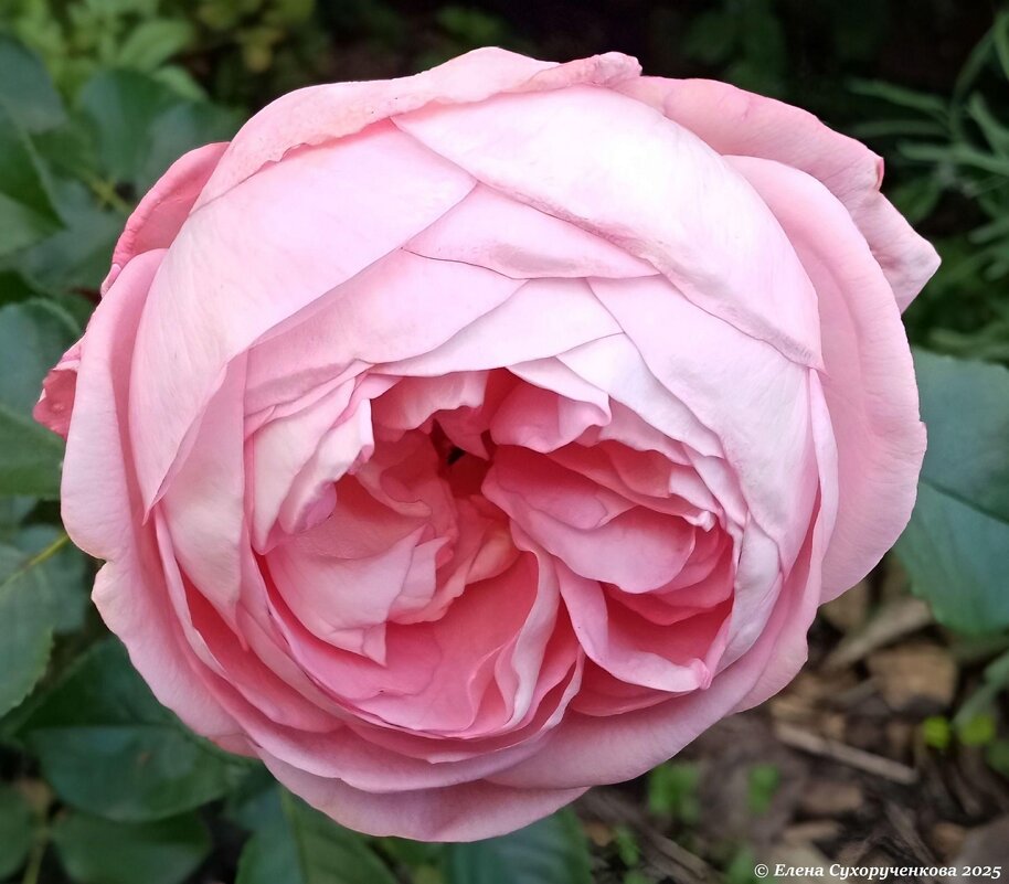 Моя розочка - Елена Сухорученкова