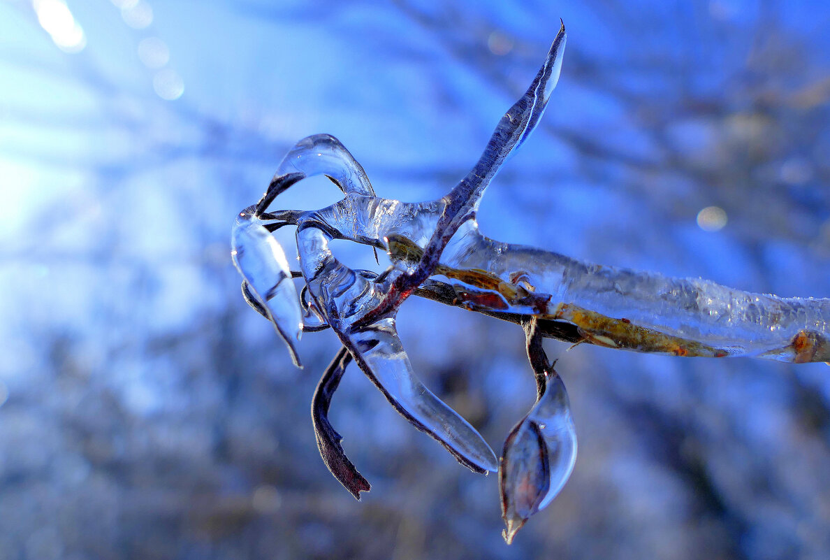 картинки января 26г. 9 - Александр Прокудин картинки января 26г. 9 - Александр Прокудин
