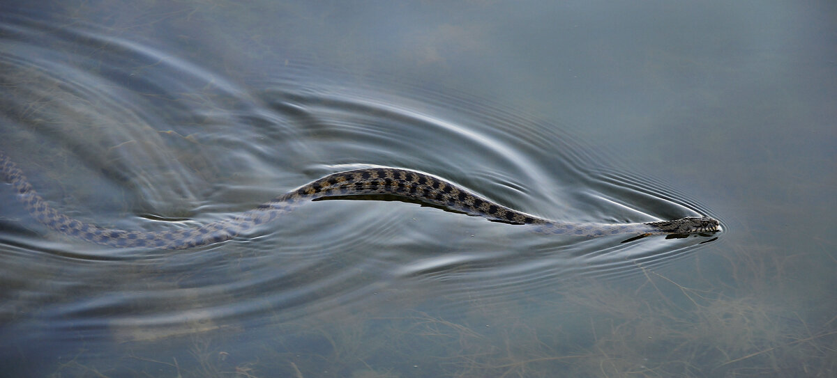 Водяной уж - Надежда Куркина Водяной уж - Надежда Куркина