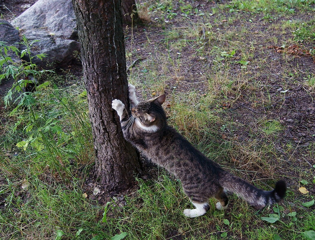 Окраина леса... Бездомная кошка точит когти и потягивается... - Игорь Питерский