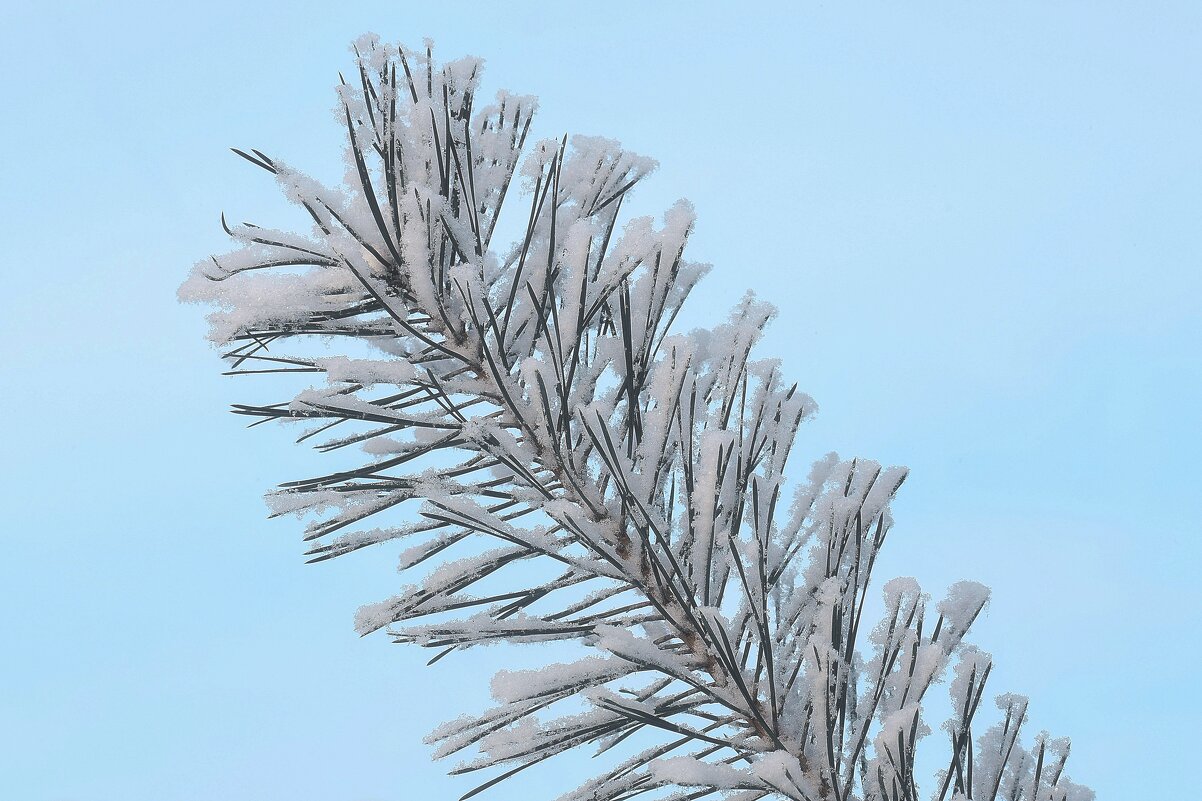 Морозное дыхание зимы. - Татьяна Помогалова