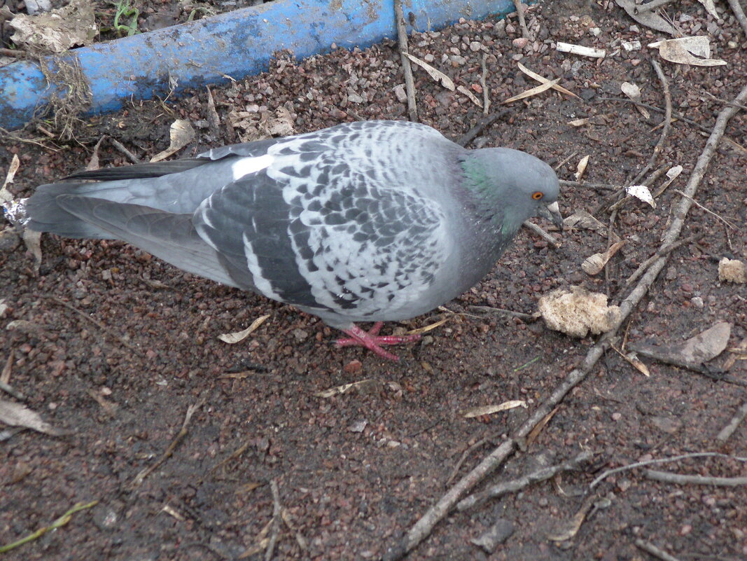 птичка - Андрей Зореславович Волков