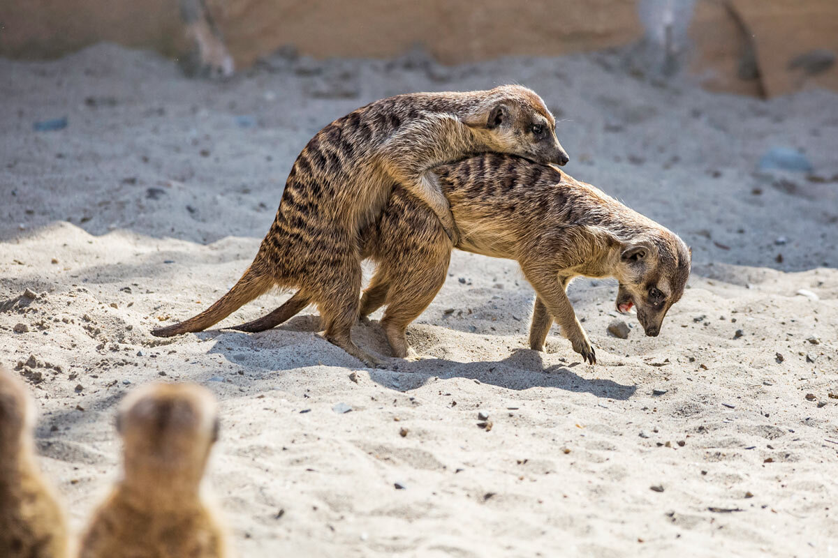 Сурикаты - SanSan 