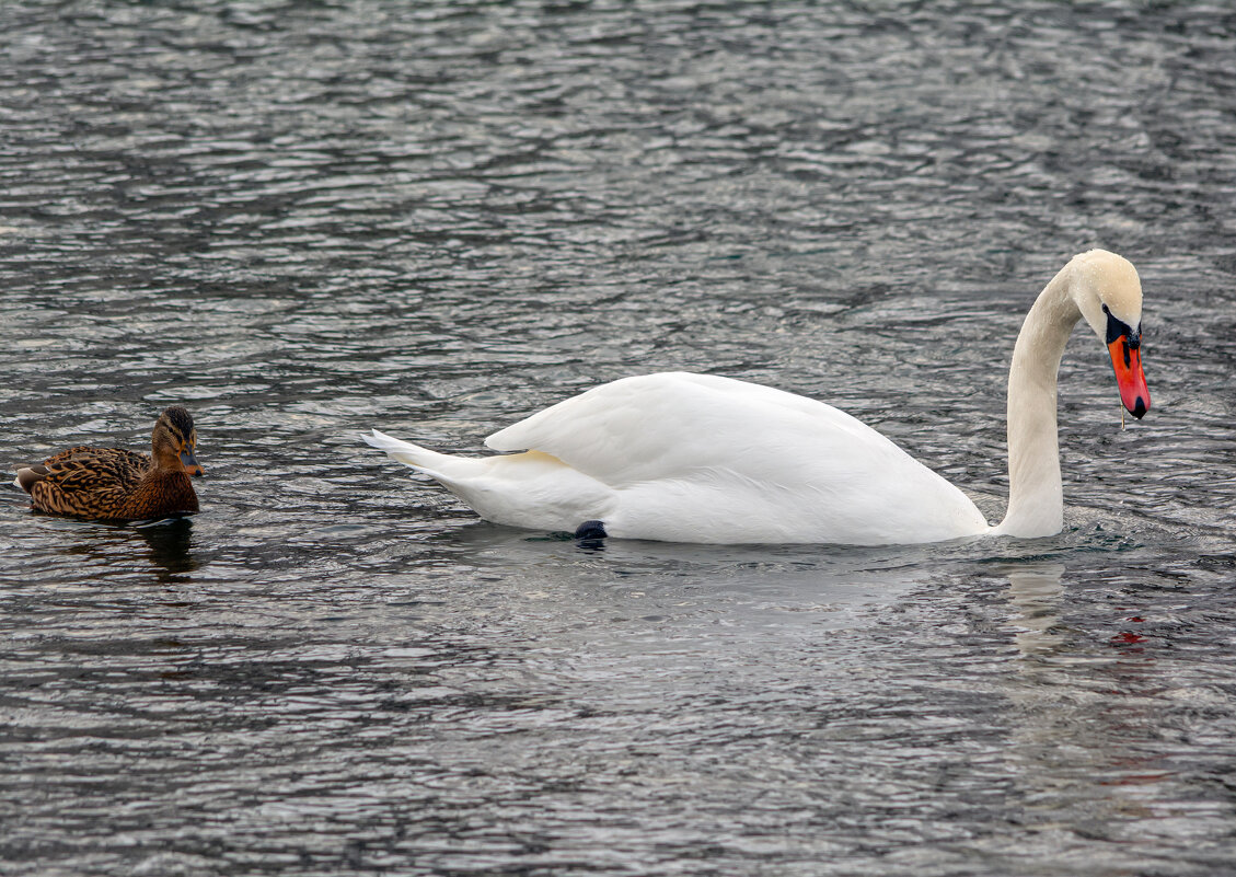 шипун - Виталий Емельянов