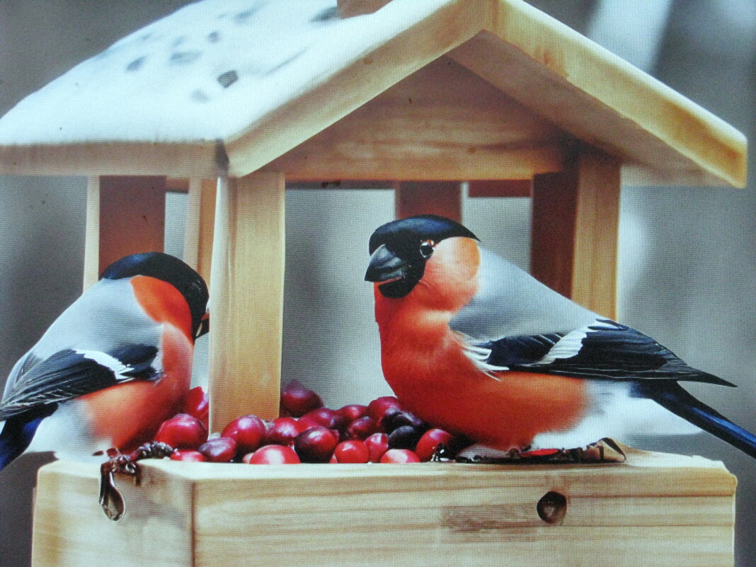 В новой кормушке - Людмила Смородинская