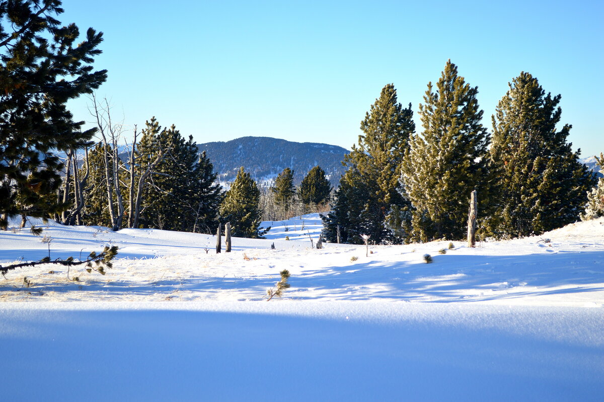 Кедры молодые - Татьяна Лютаева
