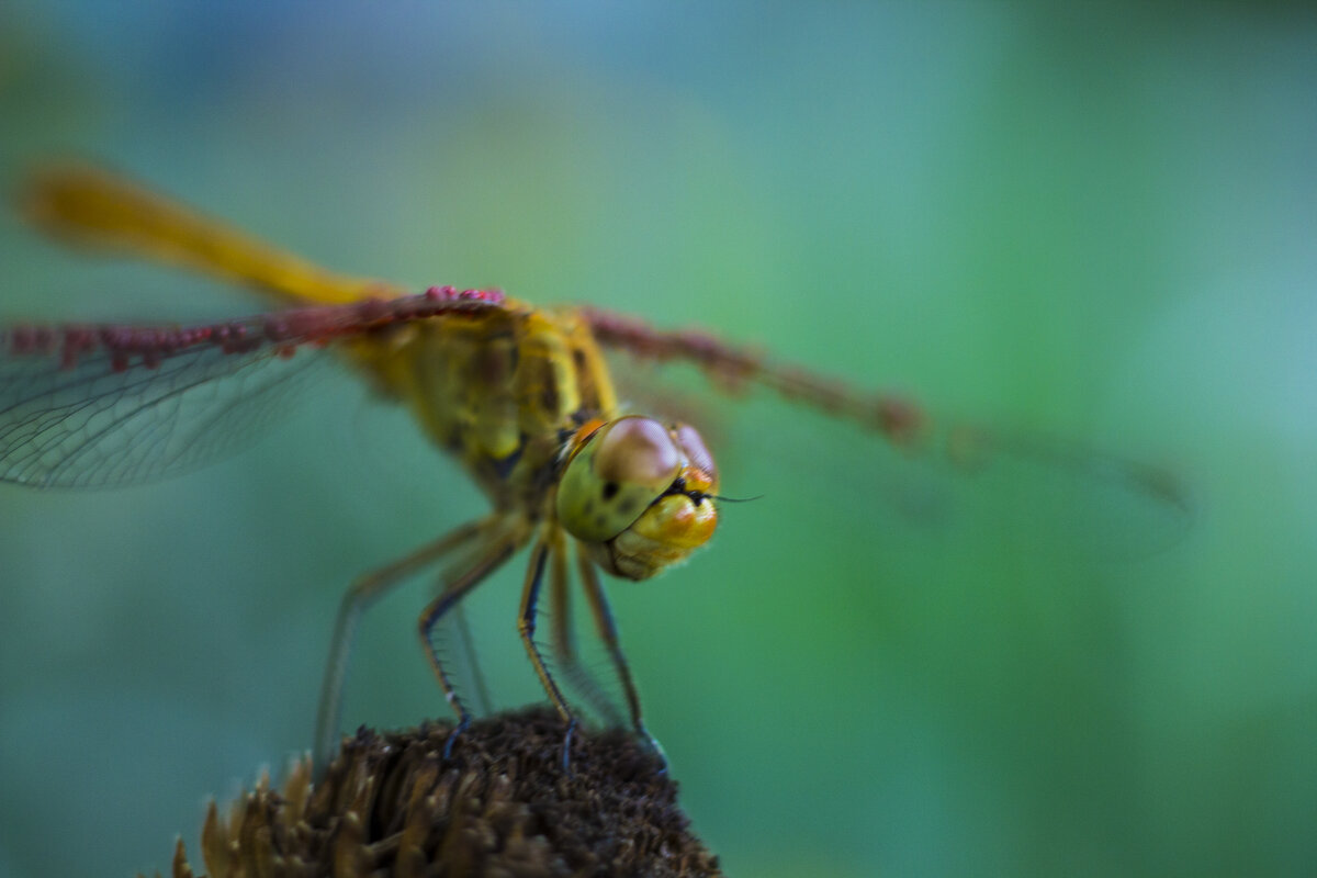 Стрекоза - Андрей C