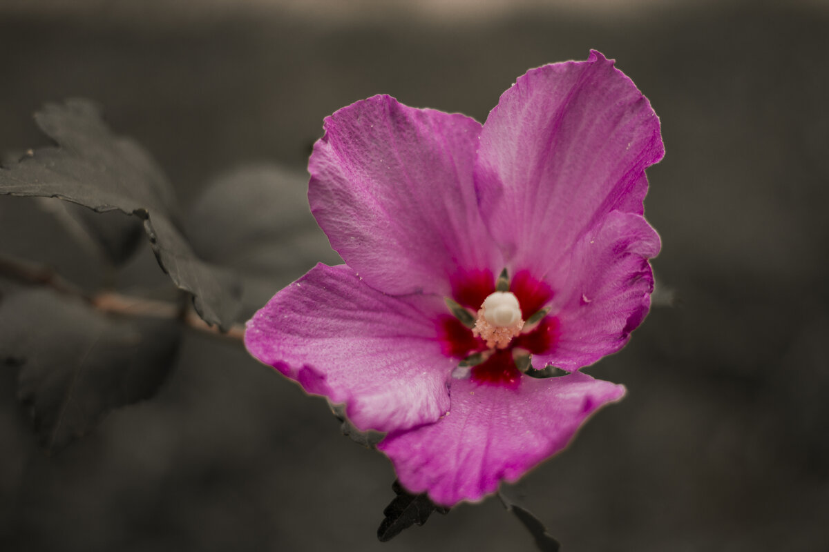 Цвет - Андрей C