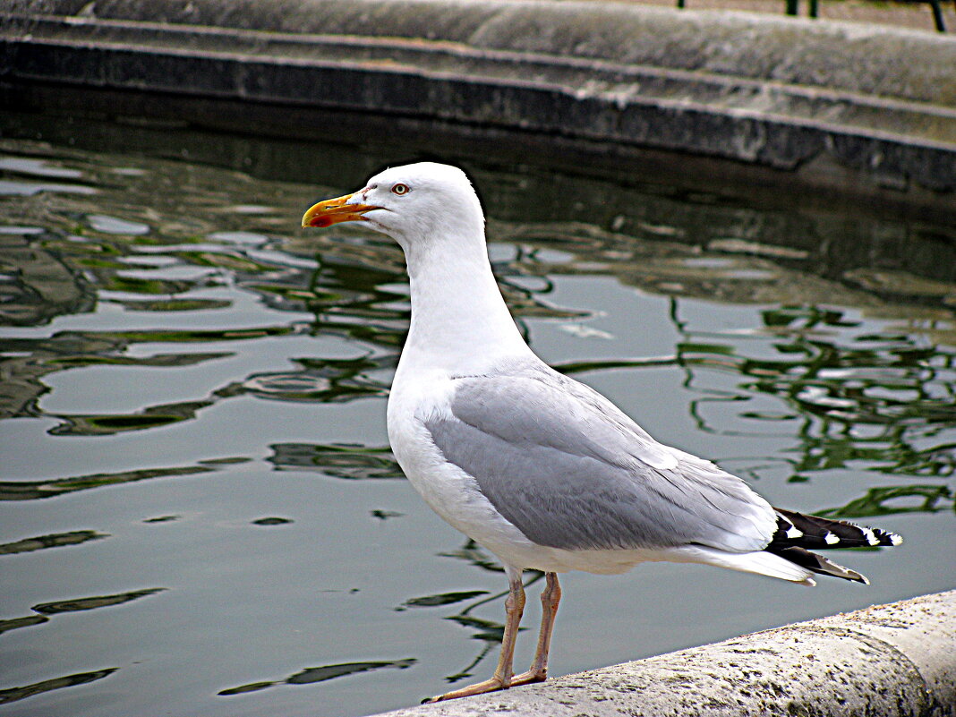 В саду Тюильри. - Владимир Драгунский