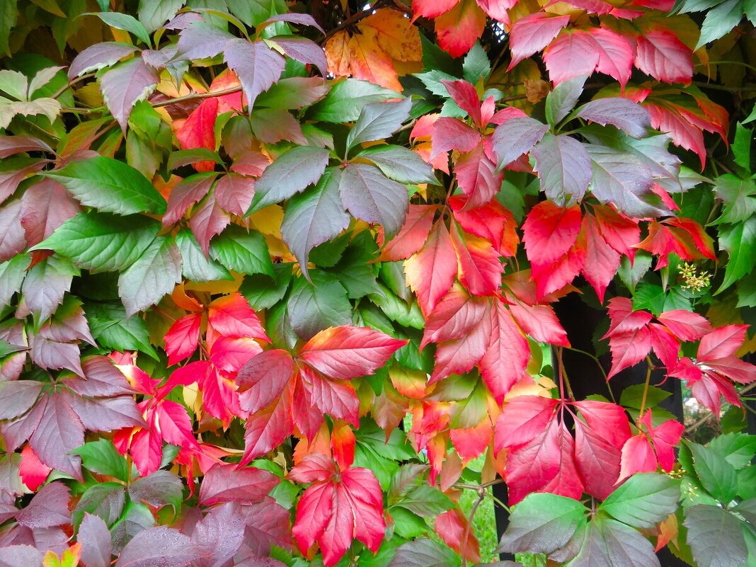 Краски осени - Лариса С.