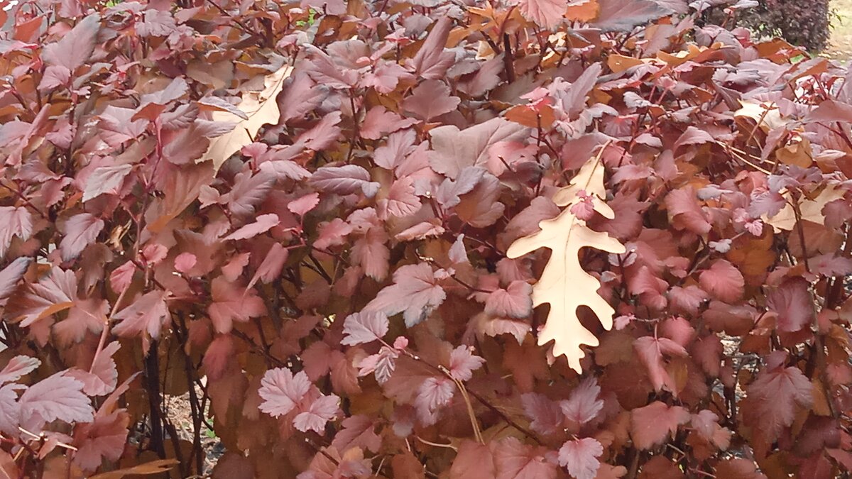 росчерк осени - Елена Шаламова