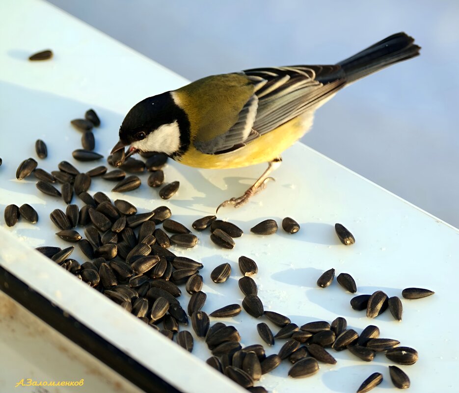 Покормить синичек в мороз.... - Андрей Заломленков