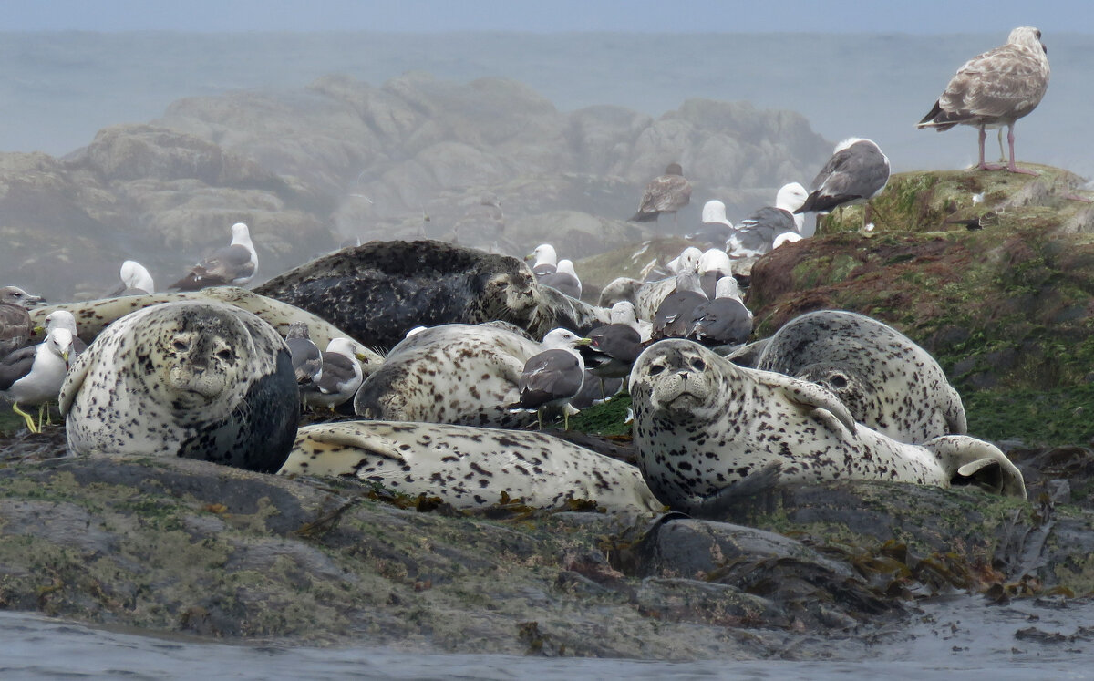 Давайте знакомиться - ИРЭН@ .
