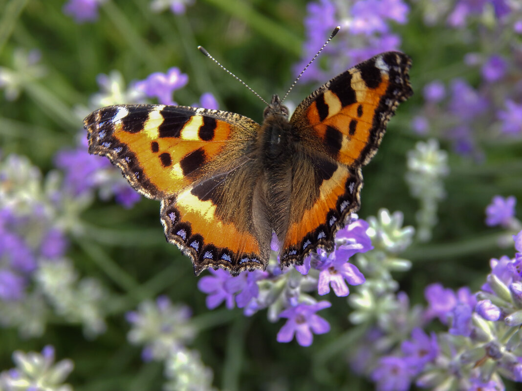 Летний сюжет - Александр Ковальчук