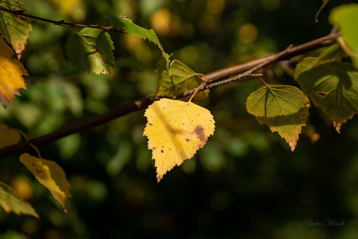 Билетик в осень... - Николай Гирш