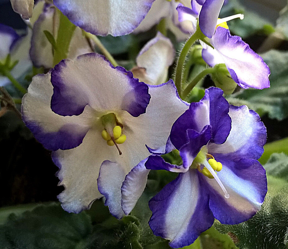 Фиалки - Елена Семигина