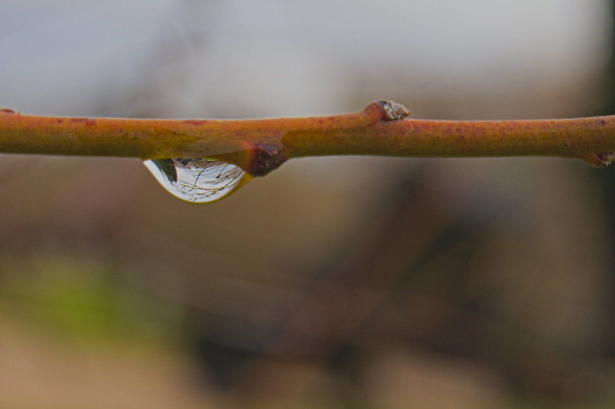 Капля на ветке - Giant Tao /