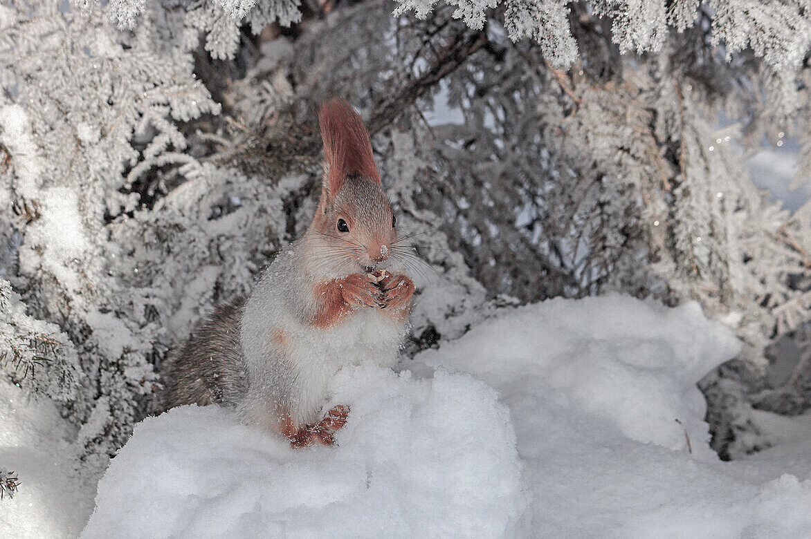 Ушки домиком и с орешком - елена беликова