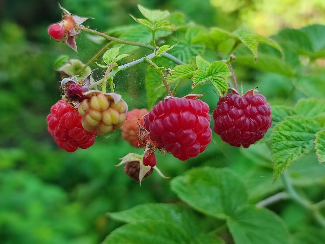 Малина - Валентина Богатко 