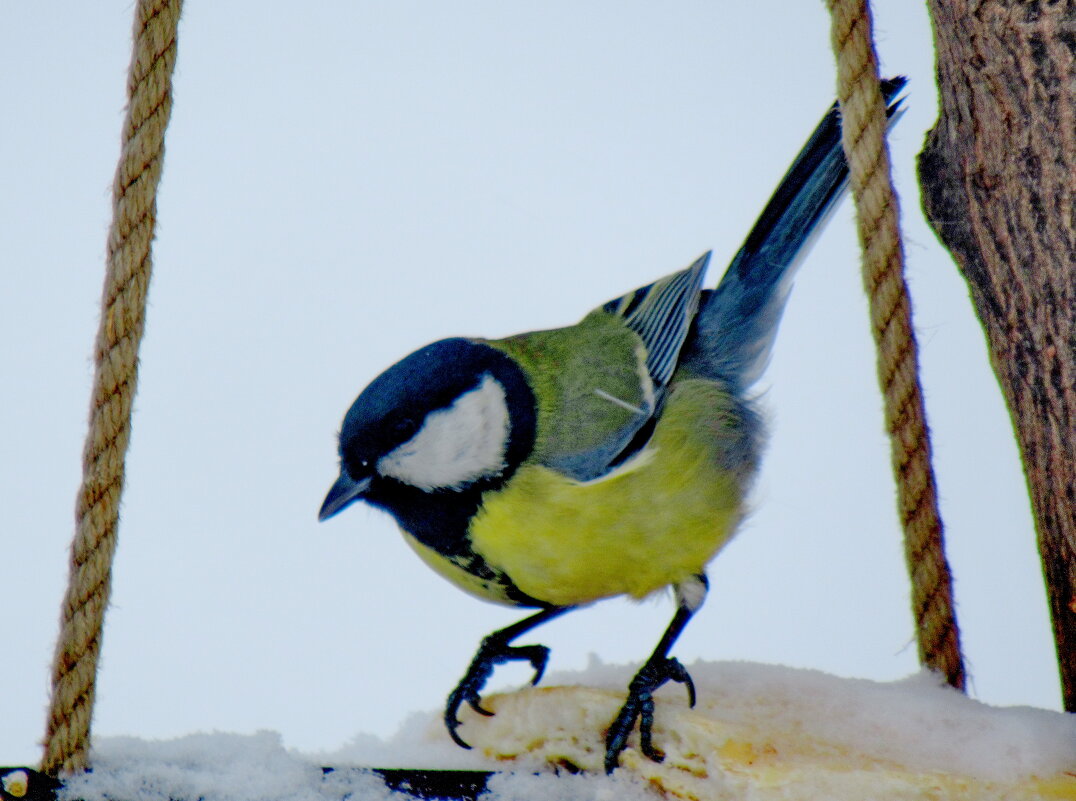 А ну-ка, отними! - Александр Чеботарь