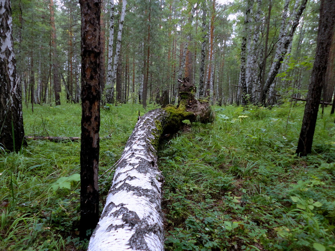 Приглашение присесть. - nadyasilyuk Вознюк