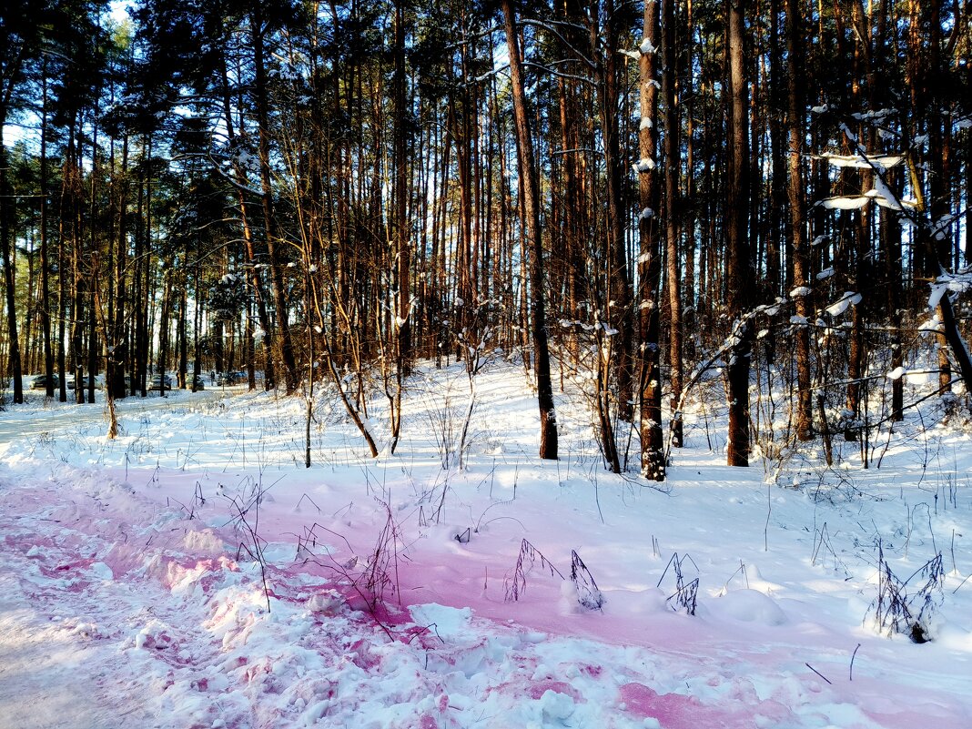 Розовое на белом.... - Vladimir Semenchukov