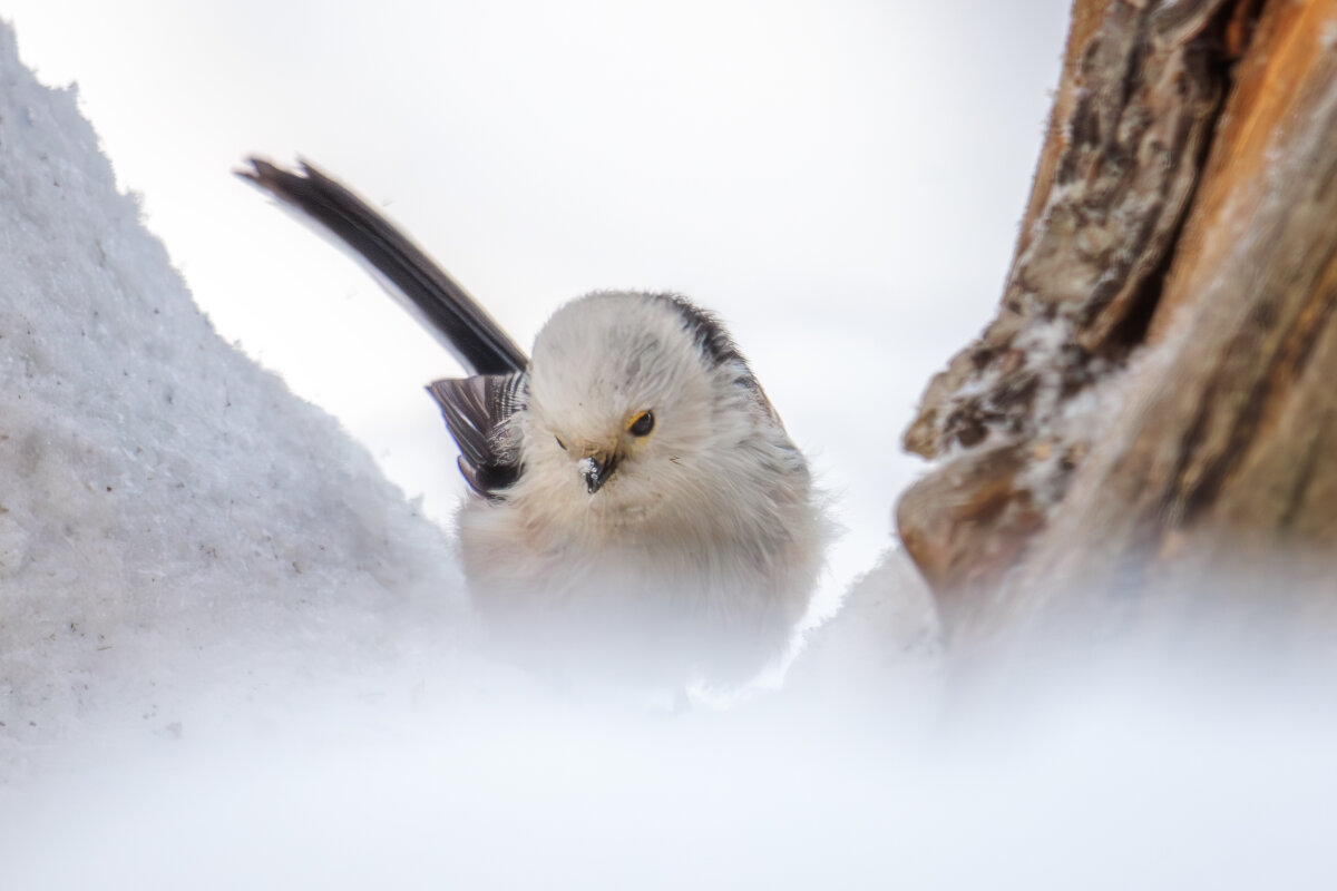 Ополовник - Sergey38 