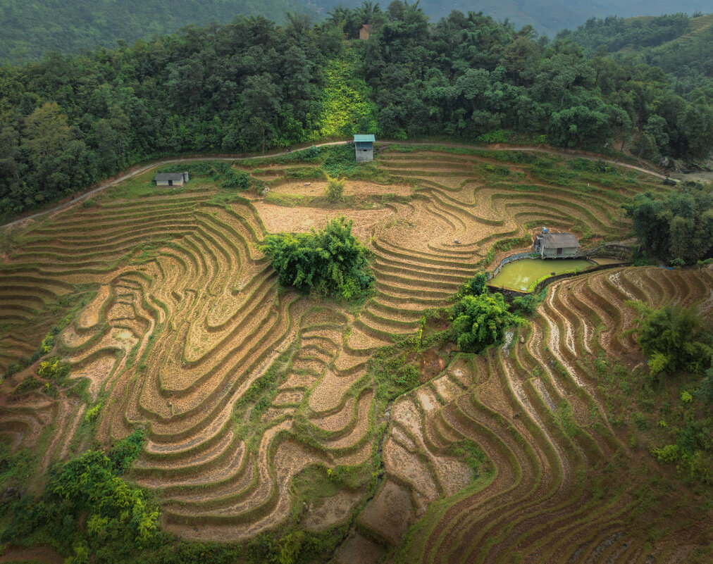 Рисовые террасы Вьетнама - Дмитрий Шишкин Рисовые террасы Вьетнама - Дмитрий Шишкин