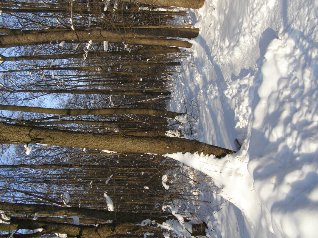 Тропинка в зимнем лесу - Анна Воробьева