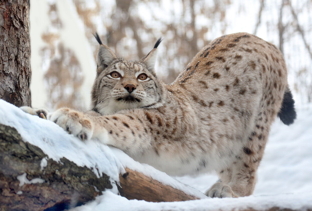 рысь - Михаил Бибичков