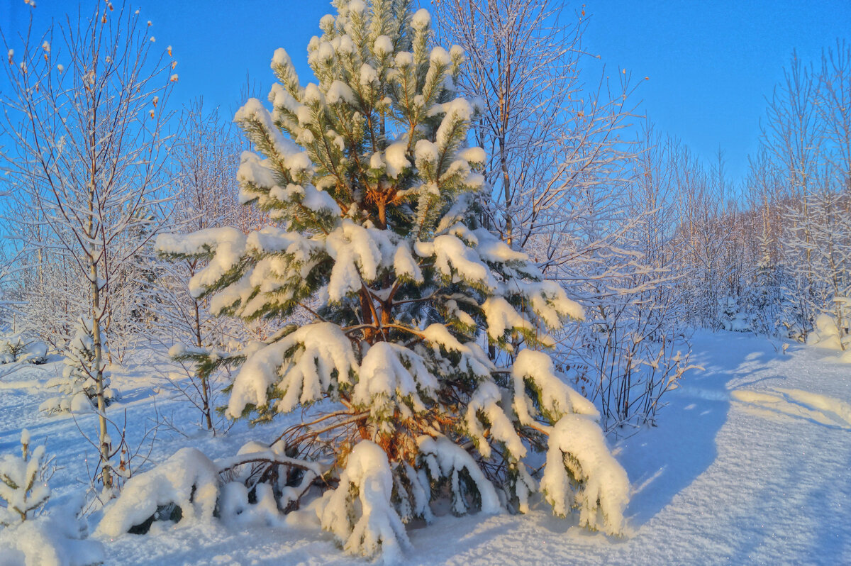 Лесная красотка - Сергей Ц