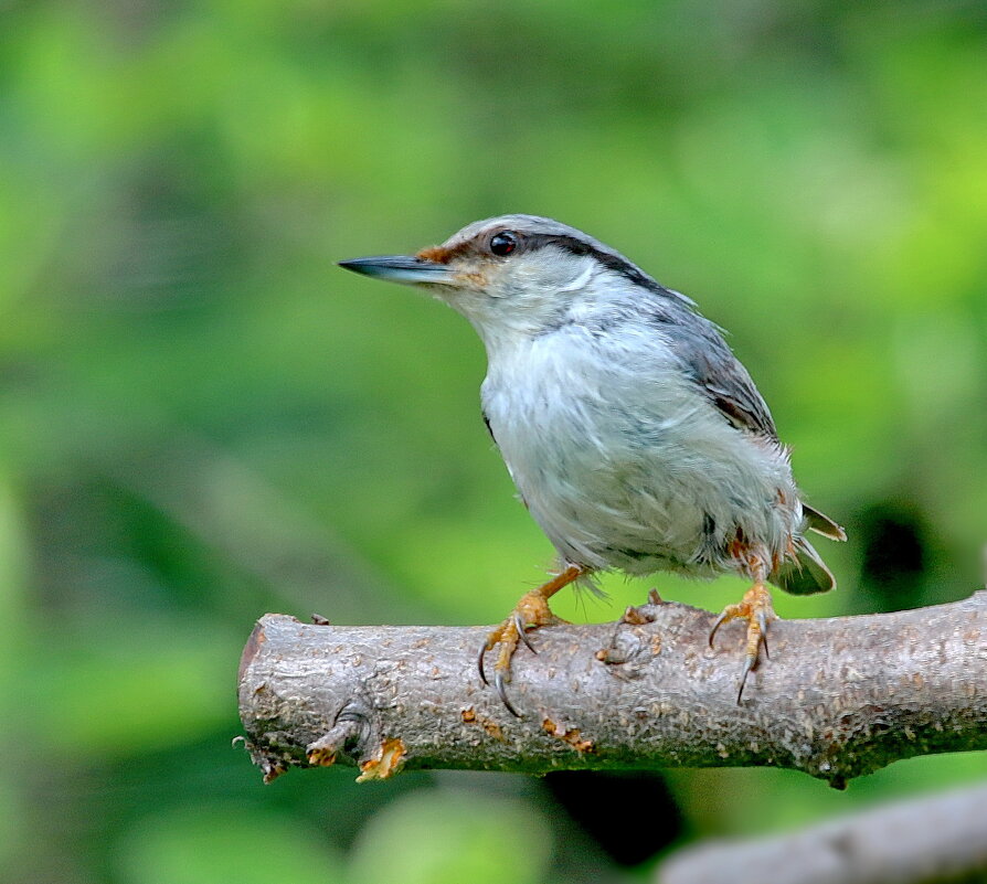лихой парень ... - Andrey Bragin 