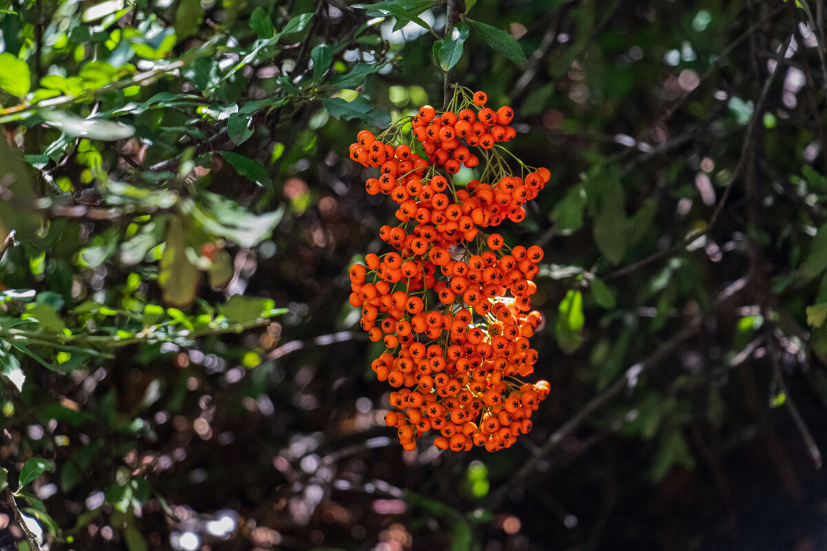 рябина - navalon M рябина - navalon M
