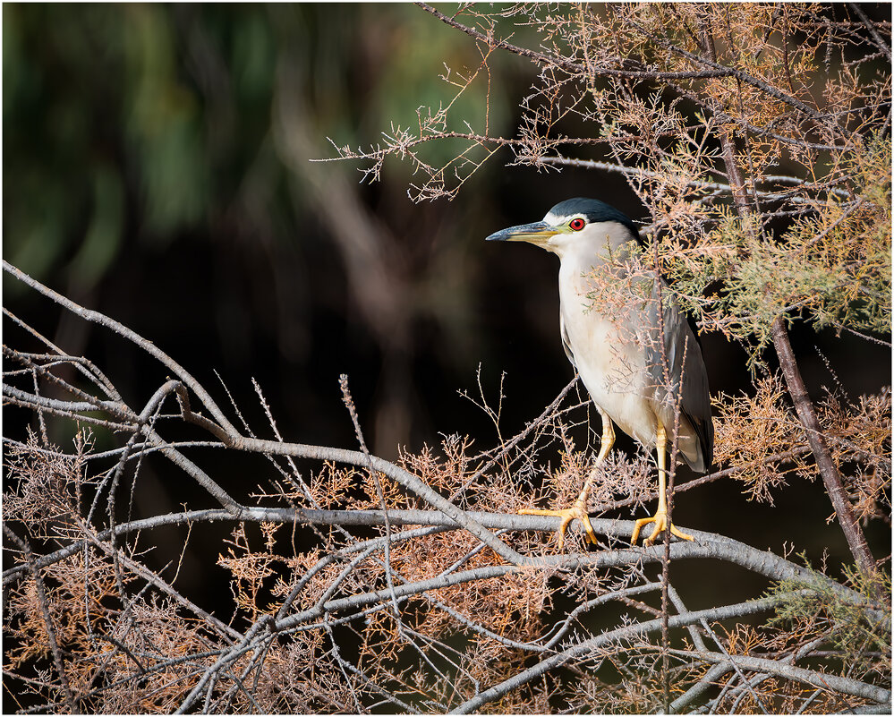 Кваква - Александр Григорьев