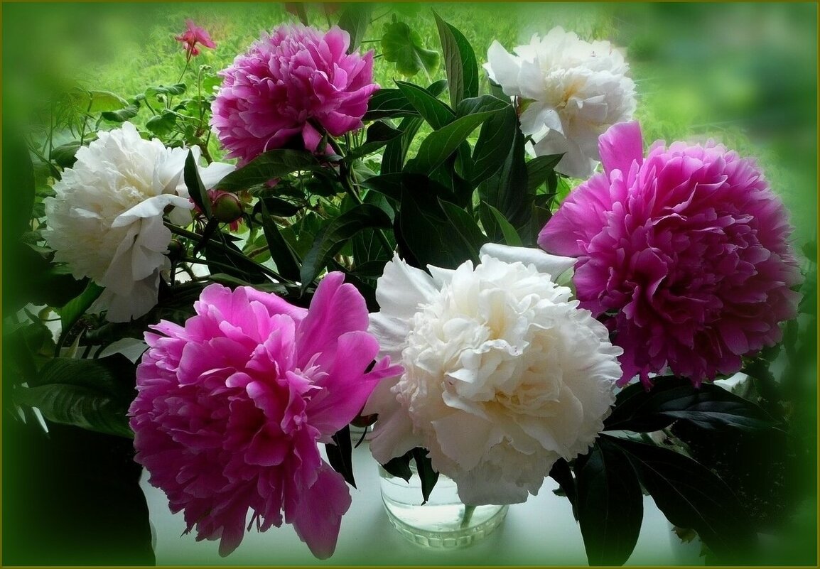 Букет пионов ... - Валентина Надсон