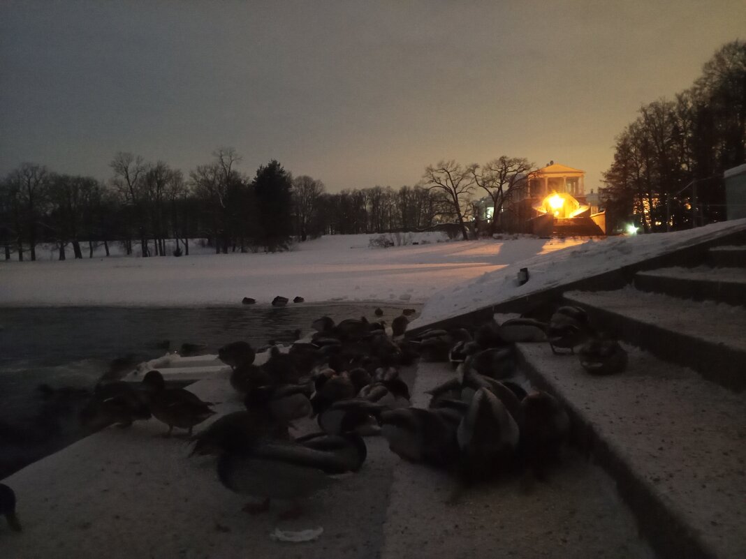 Утки - Сапсан 