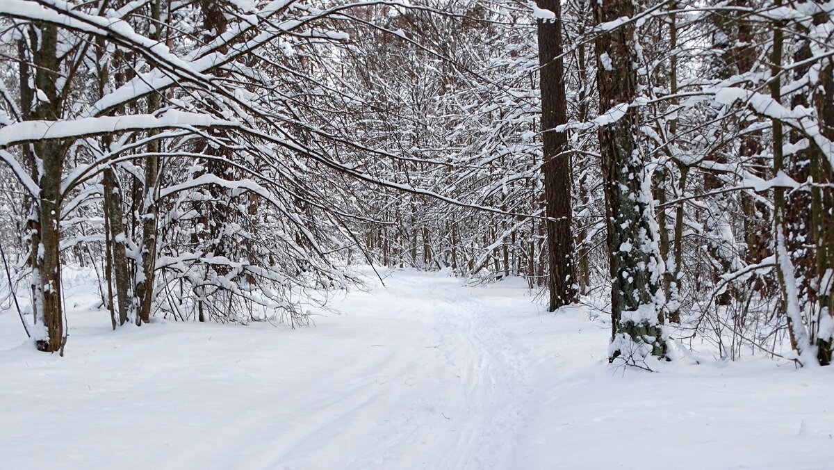 Зимний лес. - Милешкин Владимир Алексеевич 