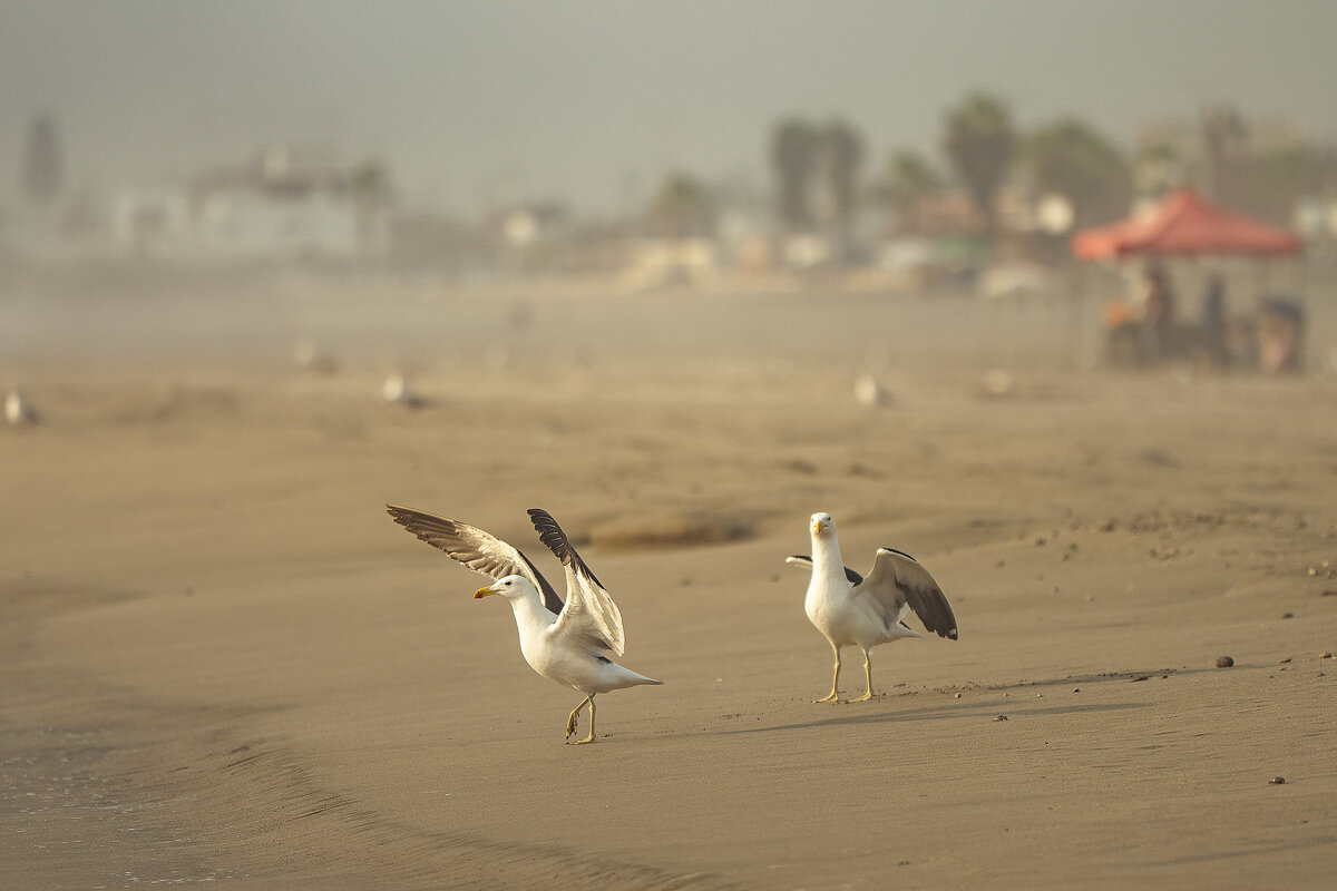 Перуанская авифауна в кадре - Svetlana Galvez