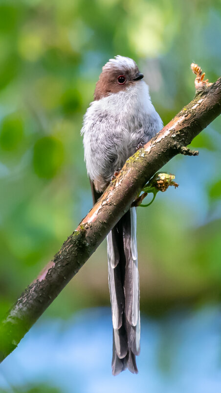 Молодой ополовник - Владимир Лазарев Молодой ополовник - Владимир Лазарев