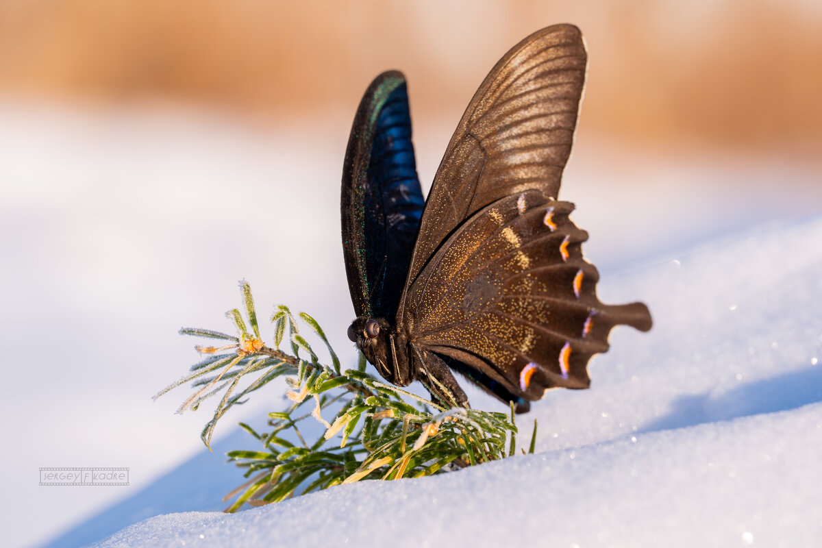 Природа не имеет календаря - Сергей Флетчер Природа не имеет календаря - Сергей Флетчер