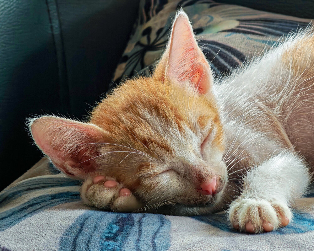 Уснул - Dmitry i Mary S