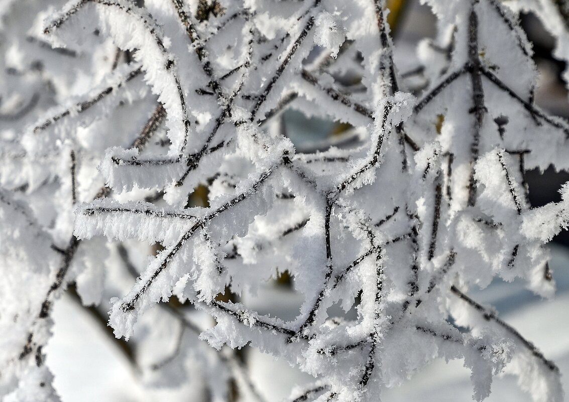 Снежная графика - Валерий Иванович Снежная графика - Валерий Иванович