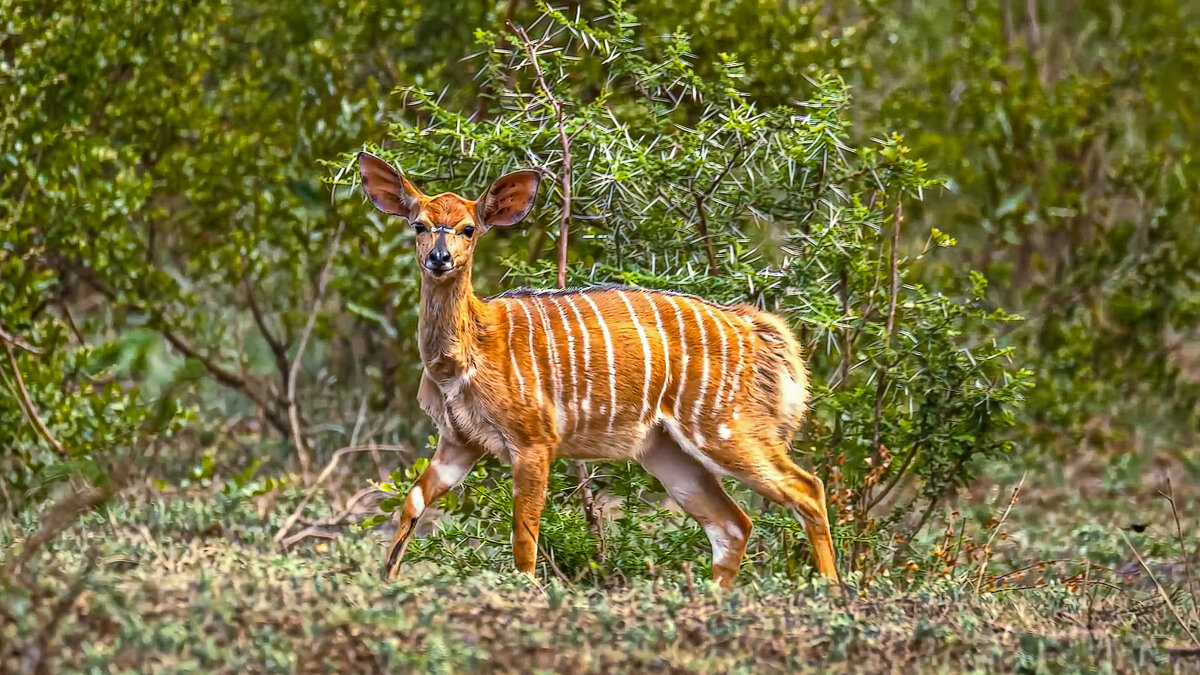 Африканская антилопа Ньяла - Aleksey Afonin Африканская антилопа Ньяла - Aleksey Afonin