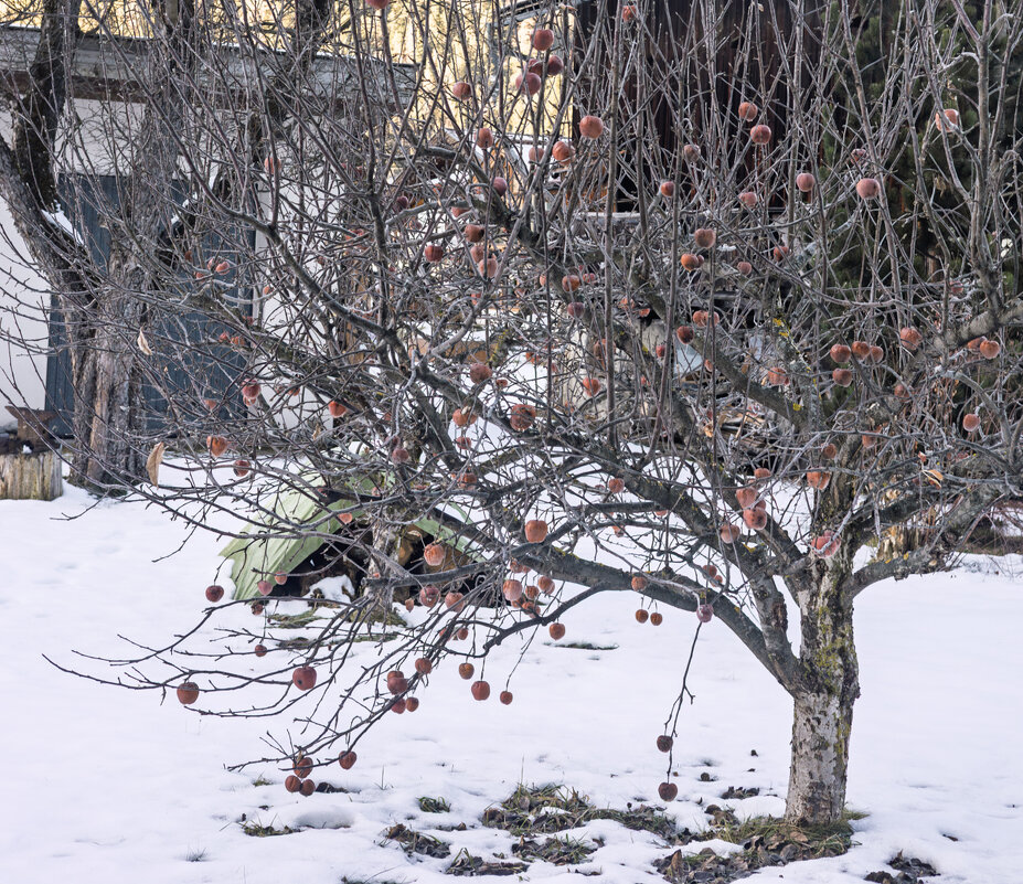 Яблоня - Игорь Сикорский Яблоня - Игорь Сикорский