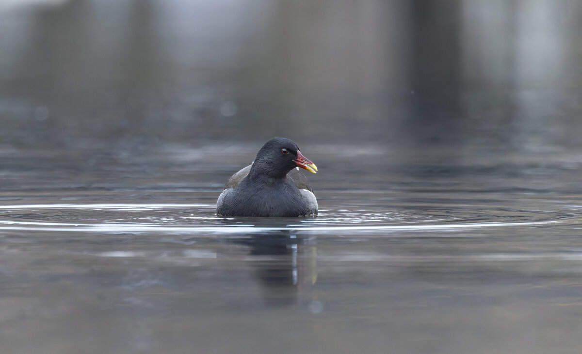 камышница - юрий макаров
