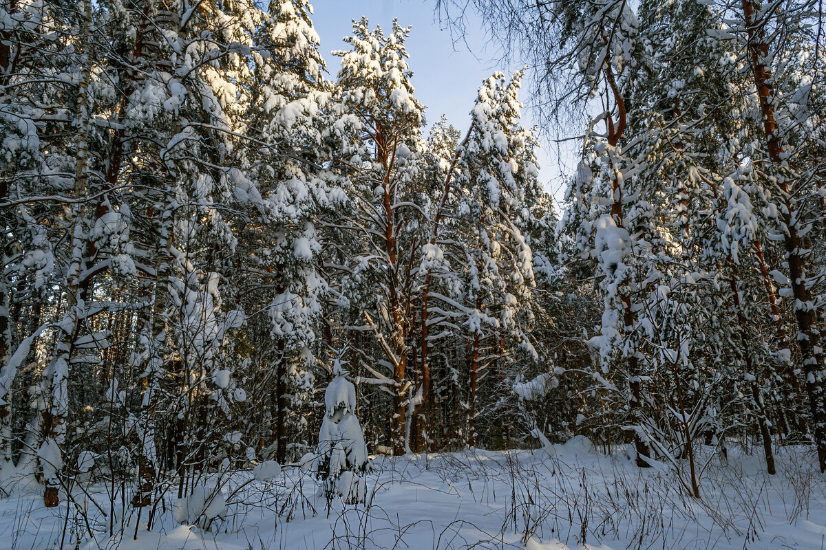 Лес в январе - Сергей Цветков