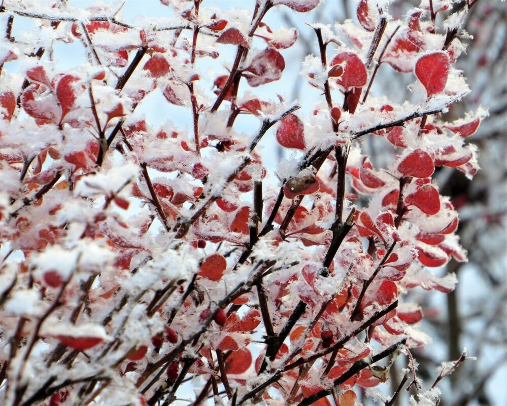 Барбарис в инее - Лариса С.