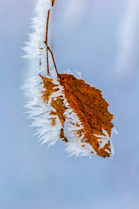 Мороз ... - Ravile 