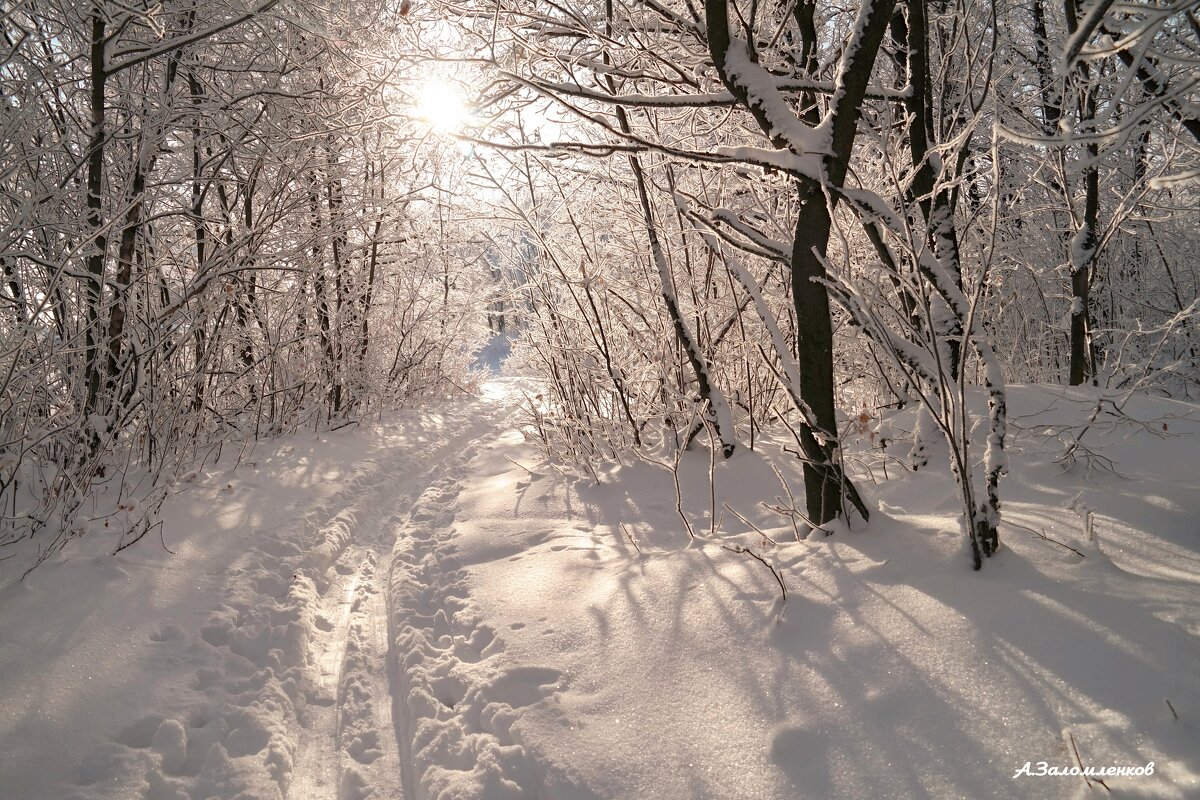 О прогулках в январе... - Андрей Заломленков О прогулках в январе... - Андрей Заломленков