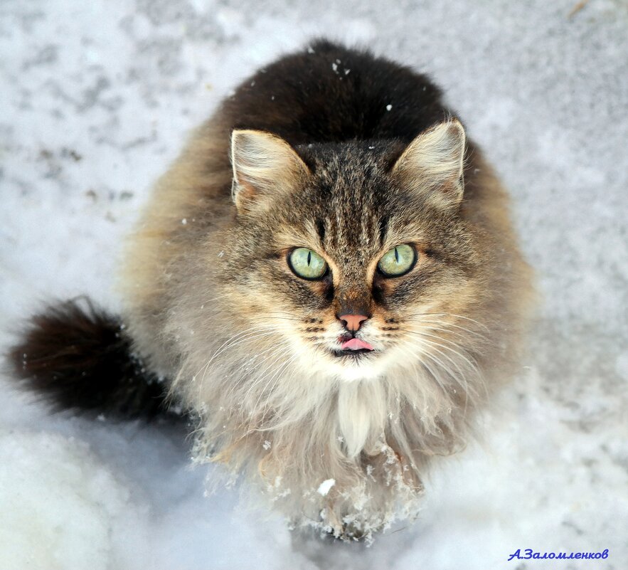 Товарищ, я тут, давай вкусняшку! - Андрей Заломленков Товарищ, я тут, давай вкусняшку! - Андрей Заломленков